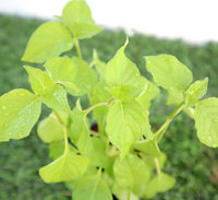Asystasia Gangetica Green “Chinese Violet” 10-15cm