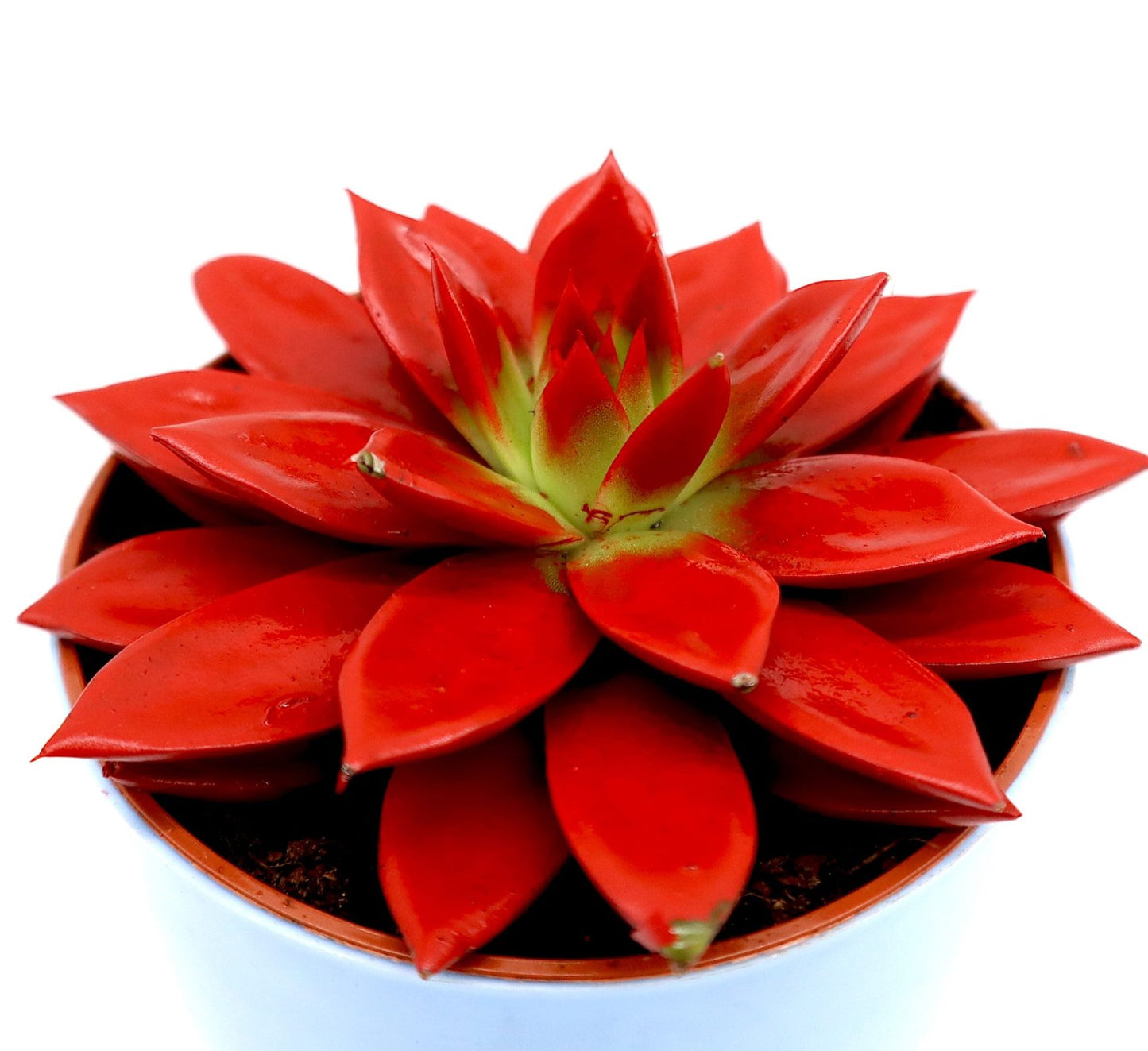 Echeveria succulent “Dyed Red” 9cm