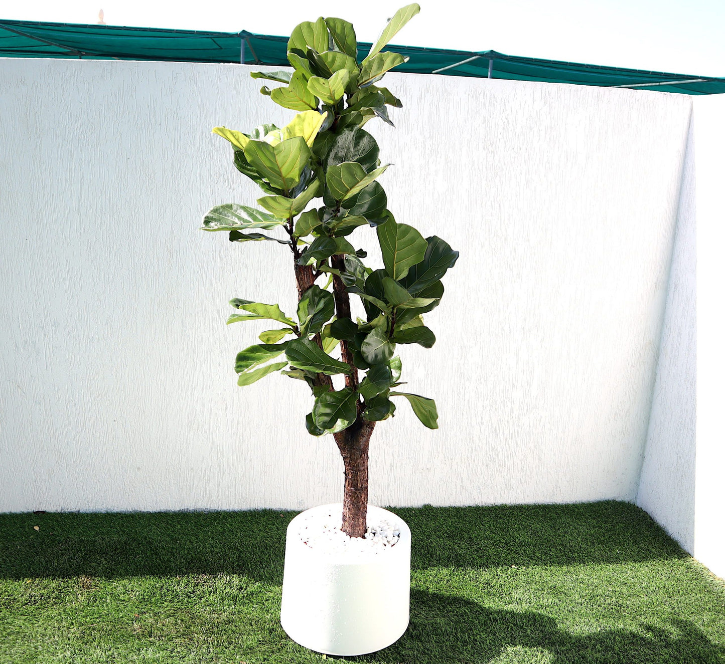 Fiddle Leaf Fig “Ficus lyrata” 1.2-1.5m