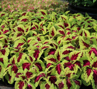 Coleus mix color plants