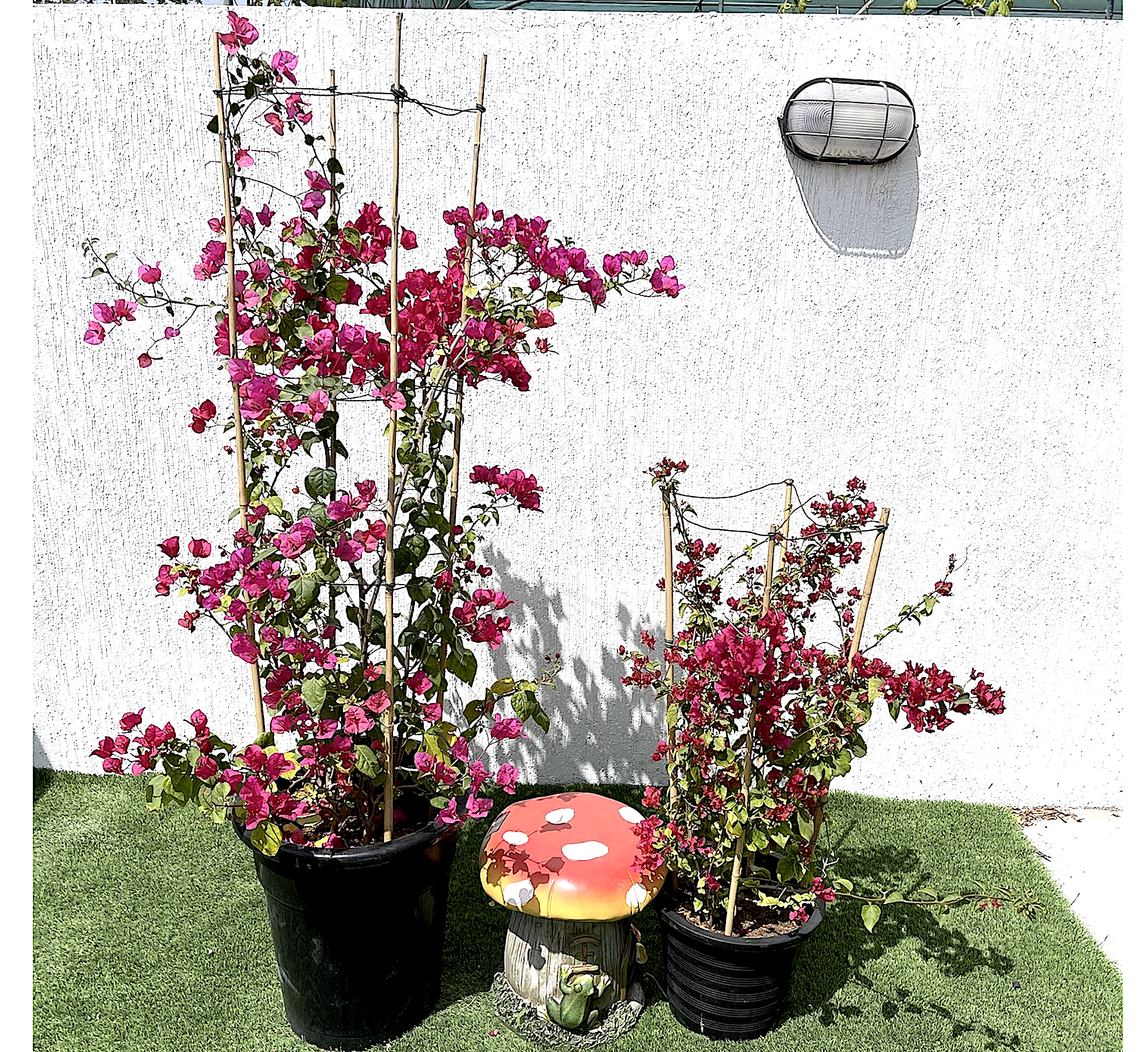 Bougainvillea spectabilis “30 to 160cm” Dark Pink