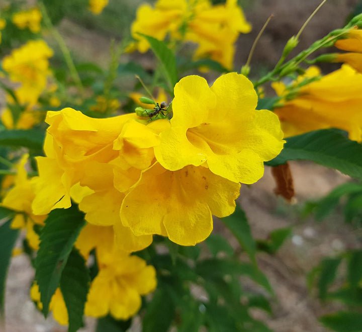 Tecoma stans or Yellow Bells