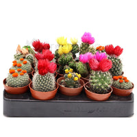 Ornamental Cactus 5-8cm