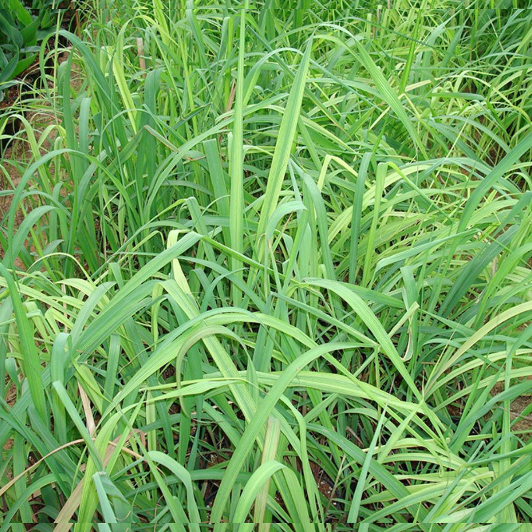 Lemon Grass or Cymbopogon citratus 40 – 60cm