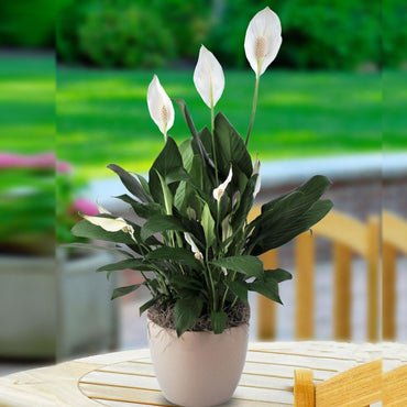 Spathiphyllum or Peace Lily “زنبق السلام”