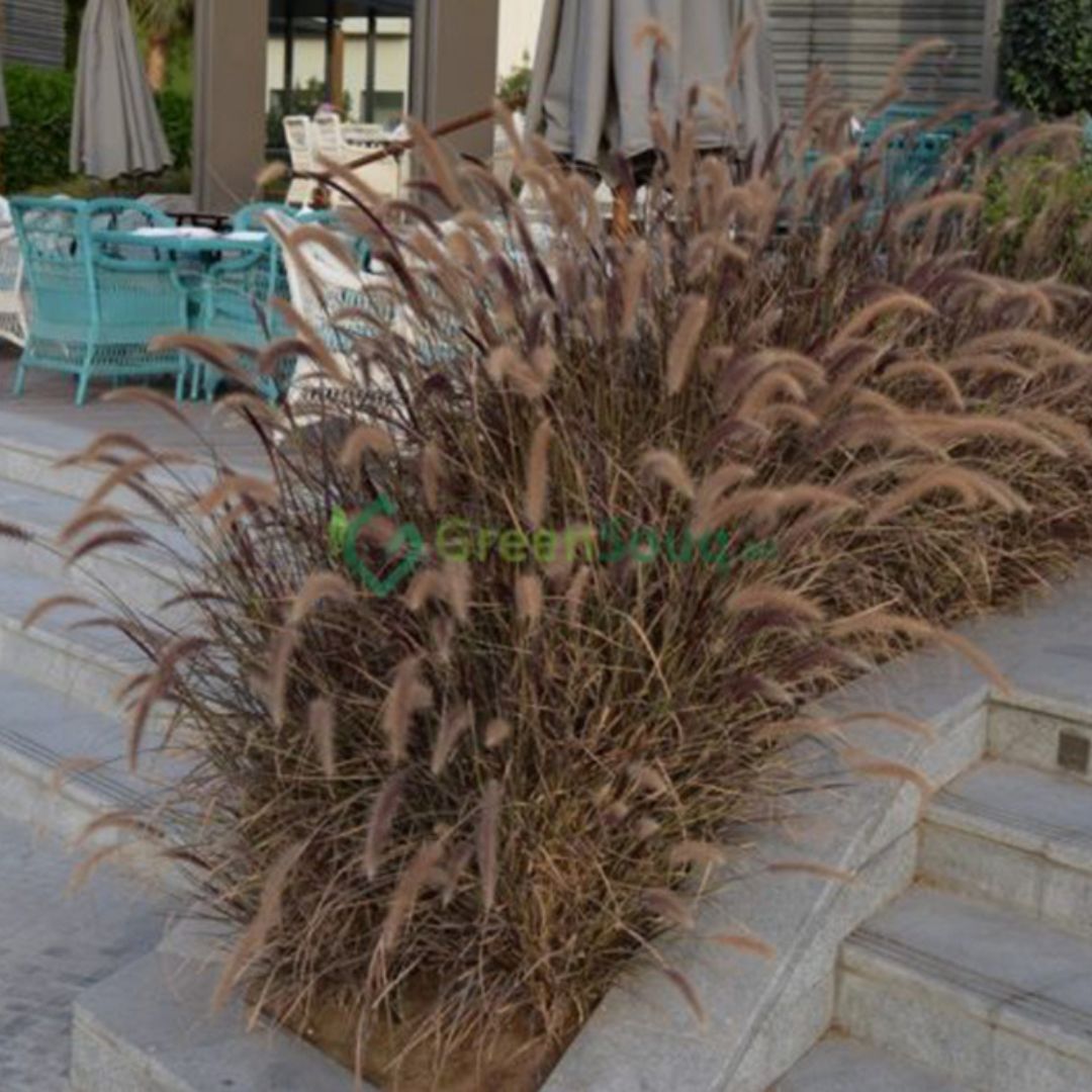 Pennisetum Rubrum (Purple Fountain Grass, African Fountain Grass, Tender Fountain Grass)
