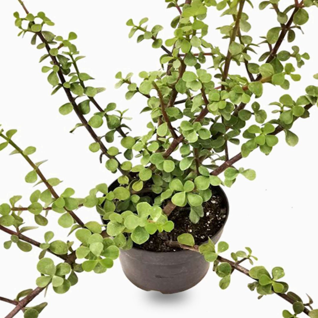 Portulacaria afra “Elephant Bush”