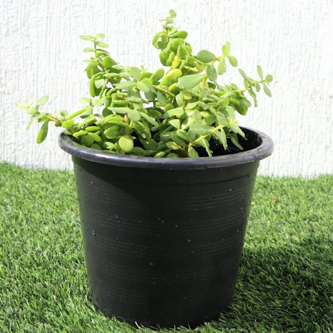 Portulacaria afra “Elephant Bush”