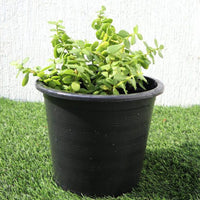 Portulacaria afra “Elephant Bush”