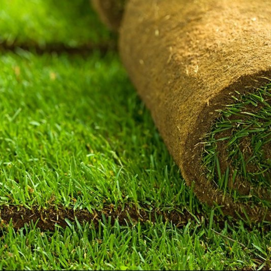 Natural Carpet Bermuda Grass “American Bermuda”
