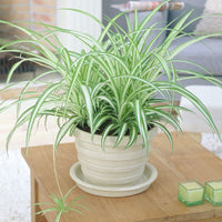 Chlorophytum comosum ‘Variegatum’ (Spider plant or Airplane plant)