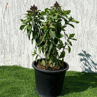 Ocimum Basilicum or Rehan Herb 30 – 50cm