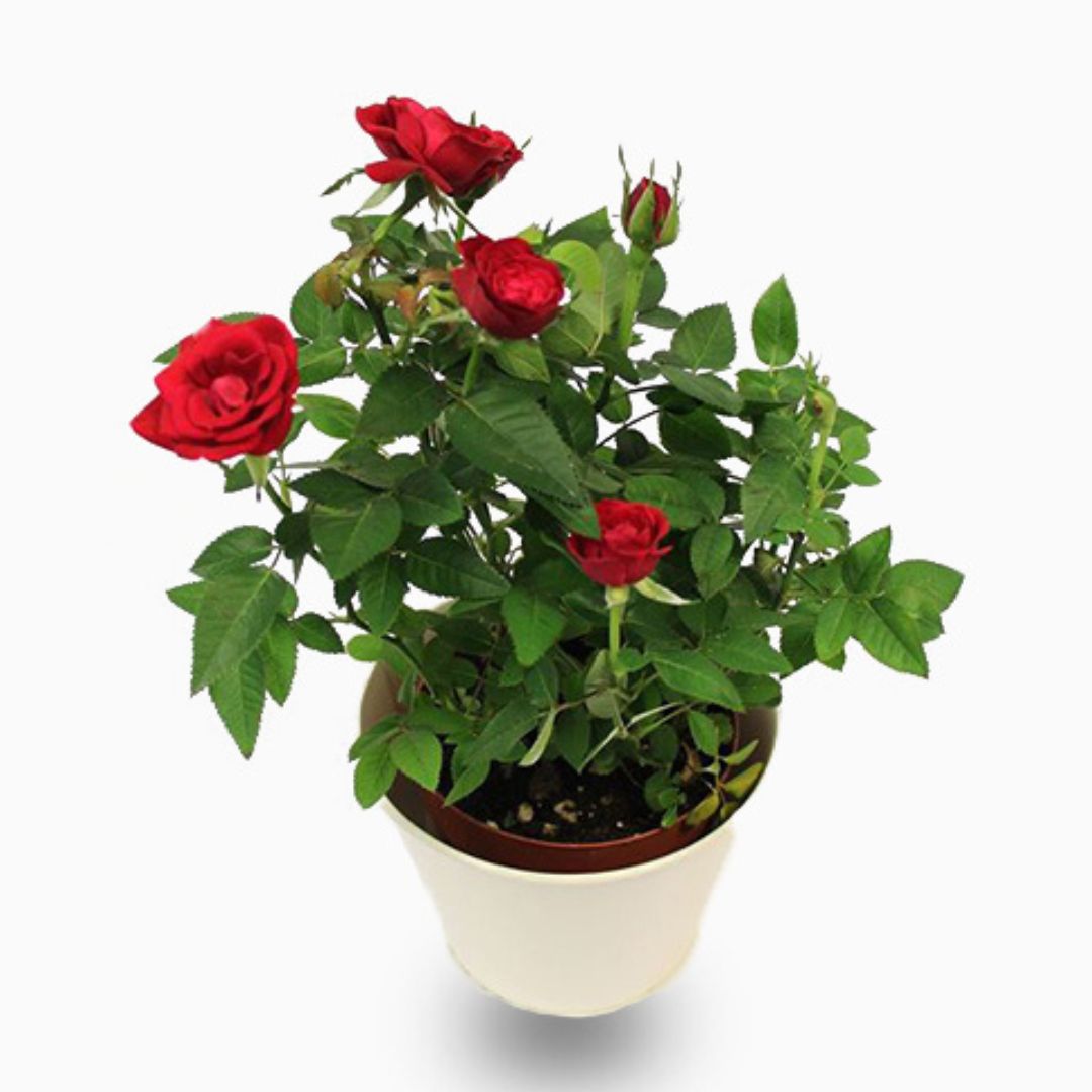 Rose plant indoor 20 – 30cm