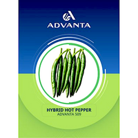 Advanta 509 Hybrid Hot Pepper Seeds 5g