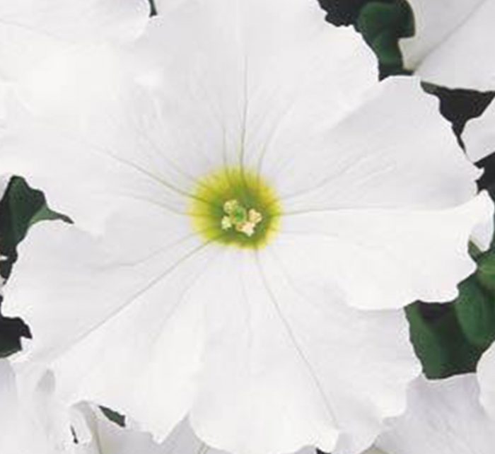 Petunia Mix Flowering Plant “Petunias”