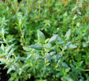 Zaatar Herb “Organic” Thyme