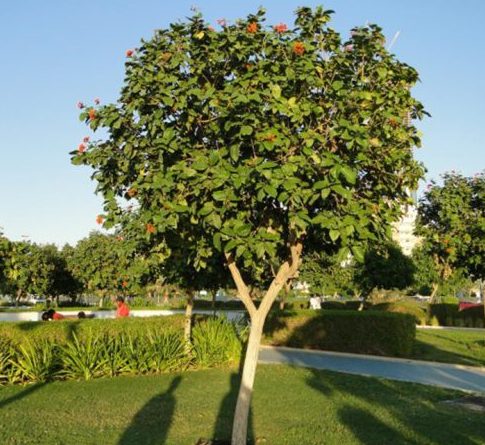 Terminalia catappa “Indian Almond Tree” شجرة اللوز الهندية