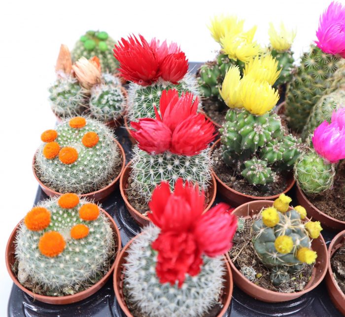 Ornamental Cactus 5-8cm