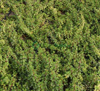 Portulacaria afra “Elephant Bush”