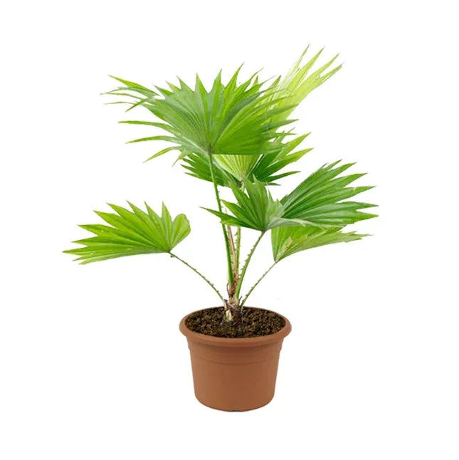 Livistona Palm | 80cm to 100cm