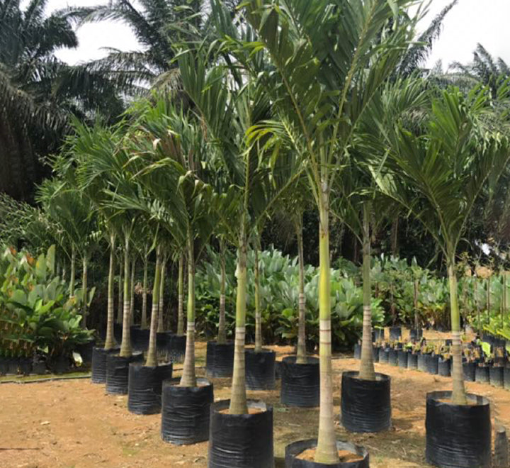 Veitchia merrillii “Manila Palm”