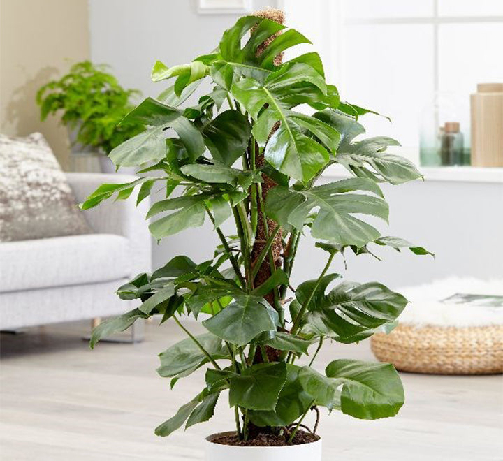 Monstera deliciosa “The Hurricane or Swiss Cheese Plant” 110-130cm