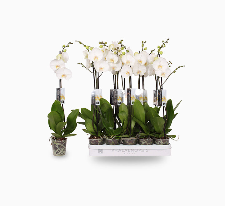 White orchids 50-70cm