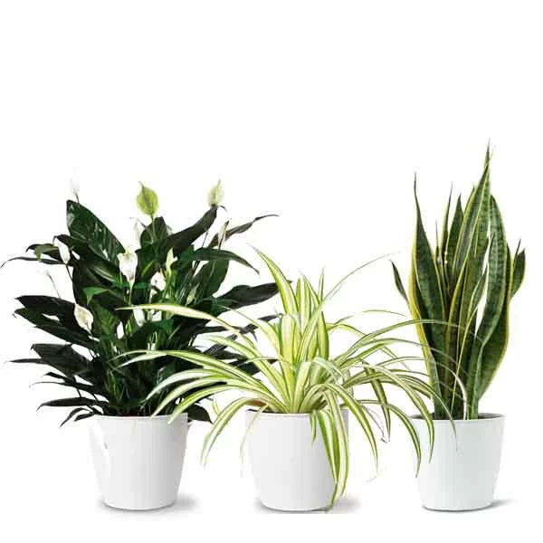 A Breath of Fresh Air - 3 Plants - Spider Plant | Snake Plant | Peace Lily