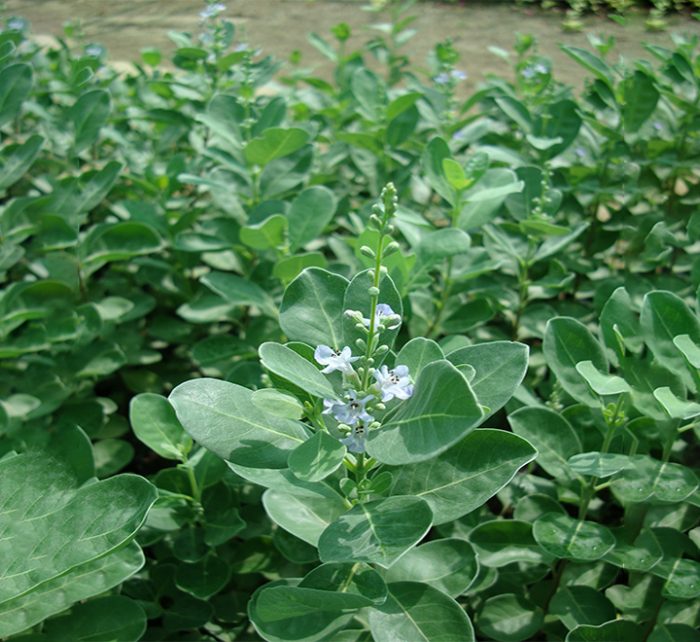 Vitex rotundifolia or Beach Vitex