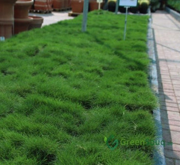 Zoysia Japonica or Korean Lawn Grass